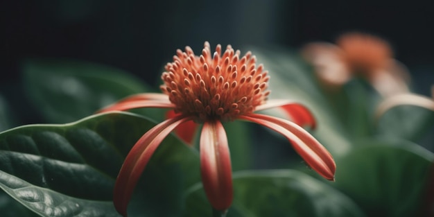 熱帯雨林のエキゾチックな植物、鮮やかなオレンジ色の赤い花