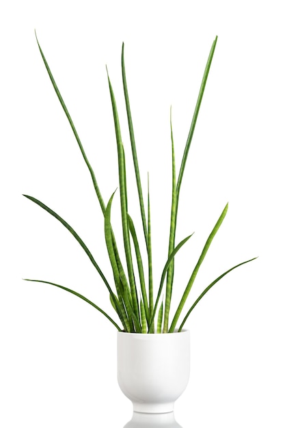 격리 된 흰색 배경에 도시 정글에 대 한 흰색 냄비에 이국적인 식물 sansevieria