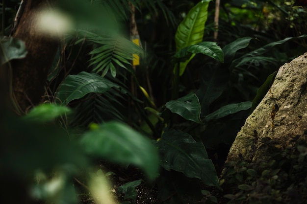 Exotic plants in glasshouse