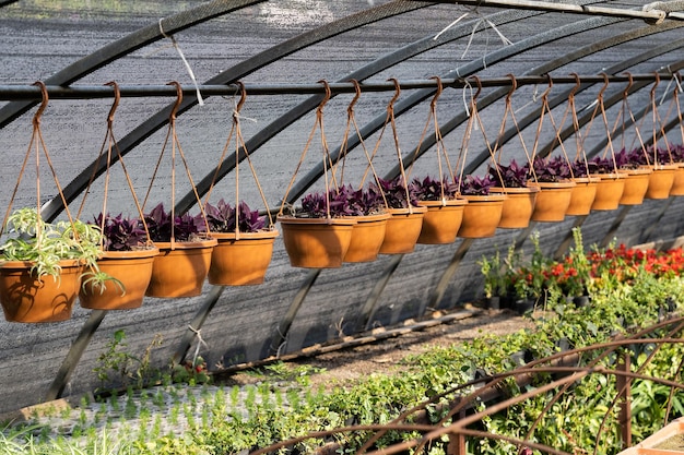 Exotic plants grow in brown pots hanging on wires in nursery
garden with protective film roof