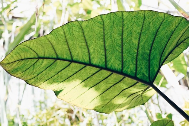 写真 植物園の温室内のエキゾチックな植物