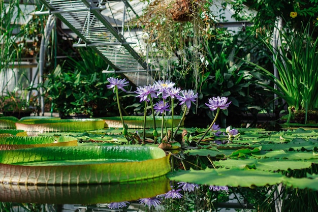 写真 植物園の温室内のエキゾチックな植物