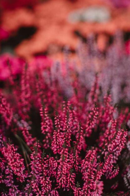 Exotic purple bright fresh blooming flower buds growing in nature floral natural organic background