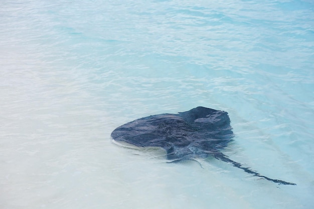 Photo exotic ray fish at sea resort