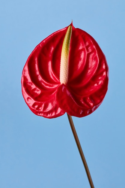 Фото Экзотический красный цветок антуриума на синем фоне