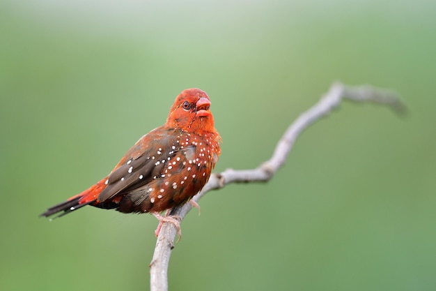 Exotic red bird perching on thin wooden branch red avadavat