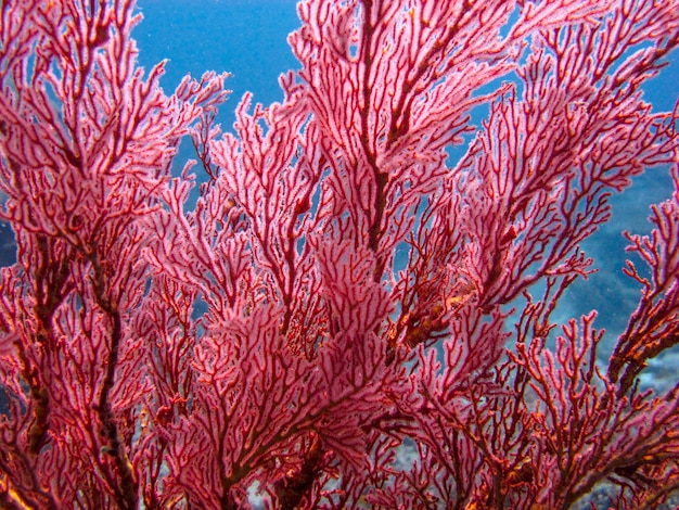 Exotic red coral reef underwater