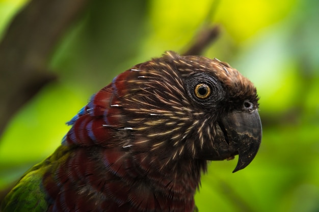 Exotic red and green parrot close up