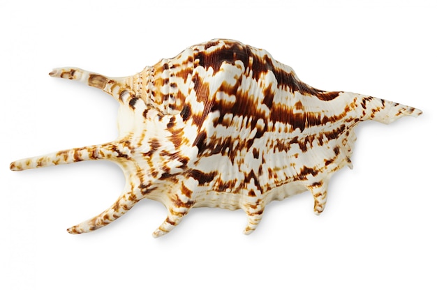 Exotic sea shell isolated top view