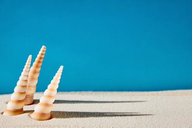 Exotic sea shells stand in the sand on a blue background