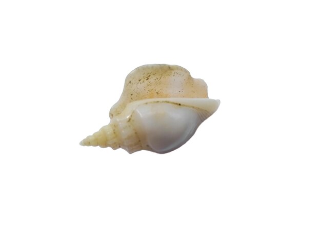 Exotic sea shells on a white background