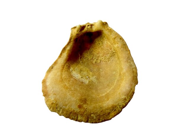 白い背景の上のエキゾチックな貝殻