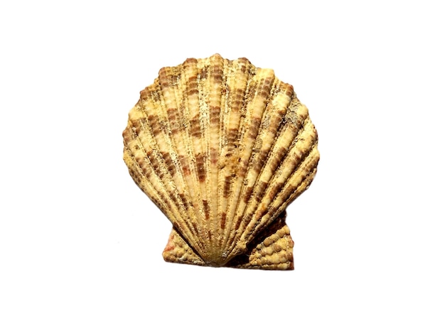 Exotic sea shells on a white background