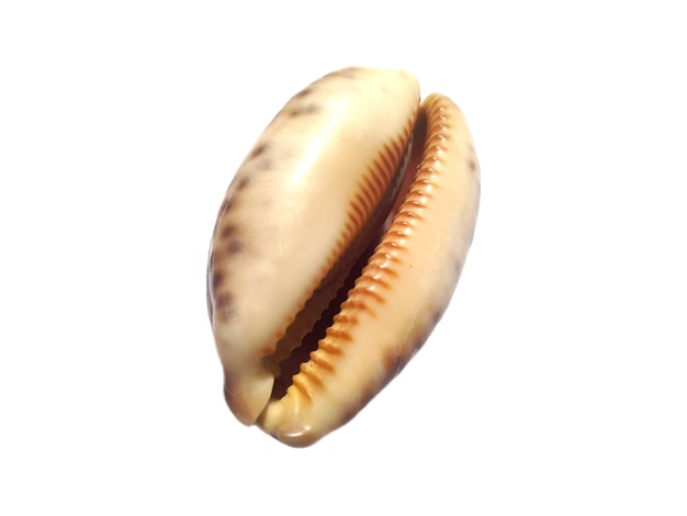 白い背景の上のエキゾチックな貝殻