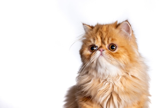 白い背景でポーズをとるエキゾチックショートヘアの猫