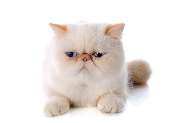 exotic shorthair cat