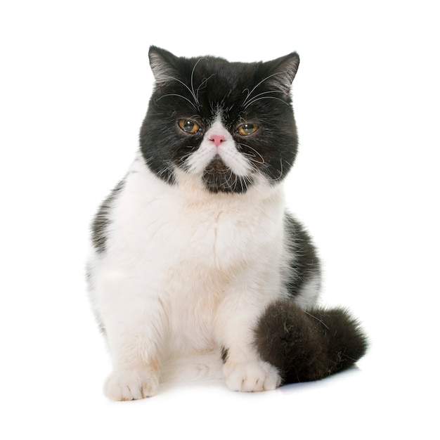 Exotic shorthair cat