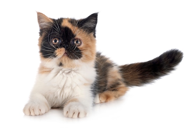 Exotic shorthair dog