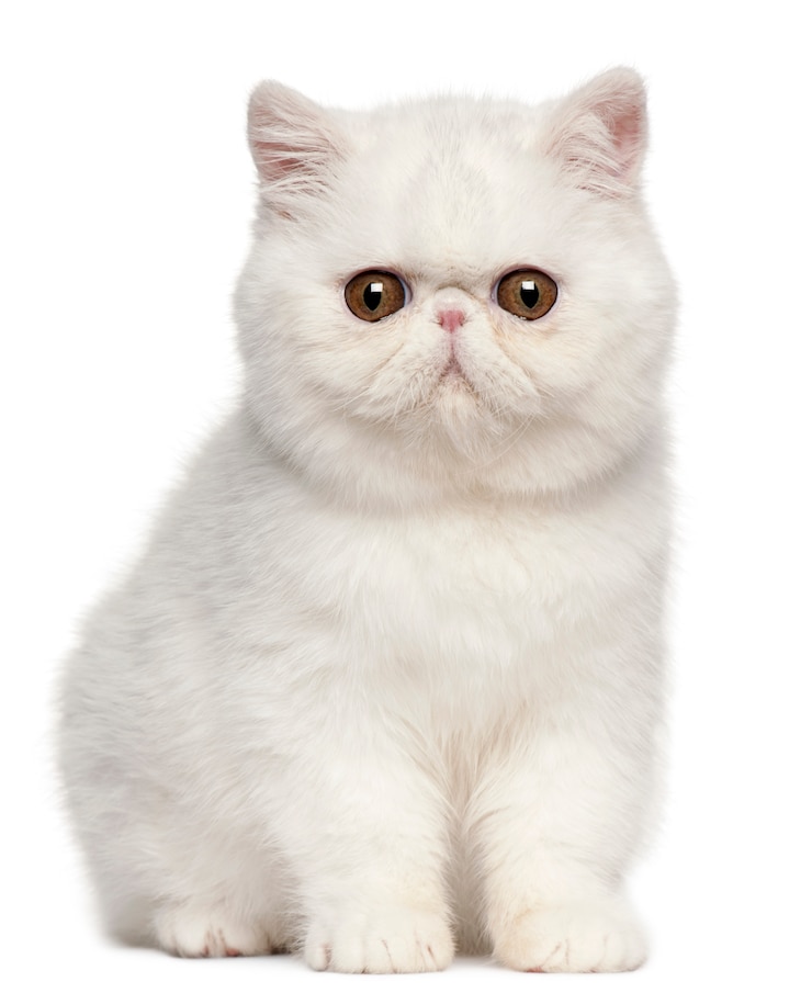 Foto exotic shorthair kitten (4 maanden oud), exotic shorthair kitten