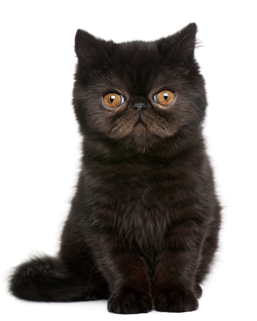 Exotic Shorthair kitten (4 maanden oud), Exotic Shorthair kitten