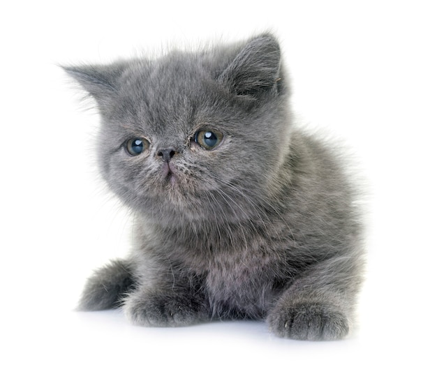 exotic shorthair kitten