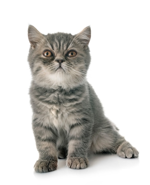 exotic shorthair kitten