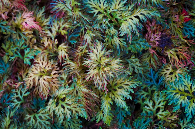 Photo an exotic spike moss ferns background.