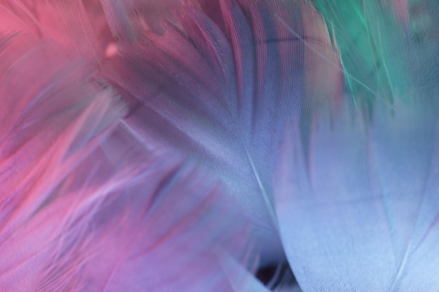 Photo exotic texture feathers background close up gray blue feathers pattern for your design macro phot