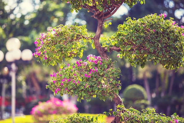 Exotic tree in tropical garden