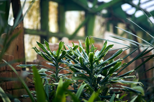 写真 温室の屋根の下にあるエキゾチックな木や植物。植物園の好熱性植物の気候を維持します。美しい春の背景。