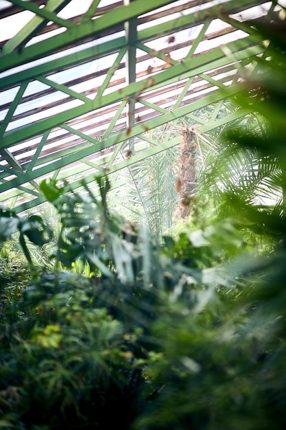 Photo exotic trees and plants under a roof in a greenhouse maintaining the climate for thermophilic plants in the botanical garden beautiful spring background