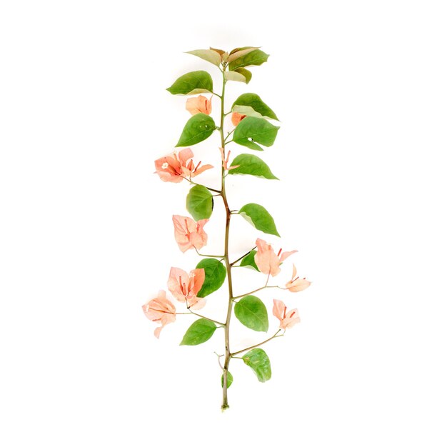 Exotic tropical branch with flowers isolated on white