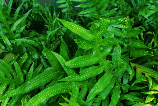 Exotic tropical fern leaves texture. Large foliage