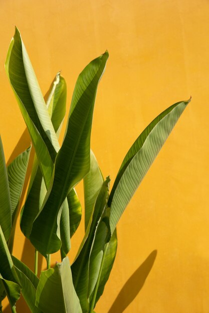 Exotic tropical green leafs near yellow wall