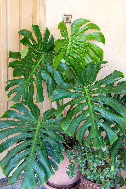 Exotic tropical Monstera palm evergreen leaves