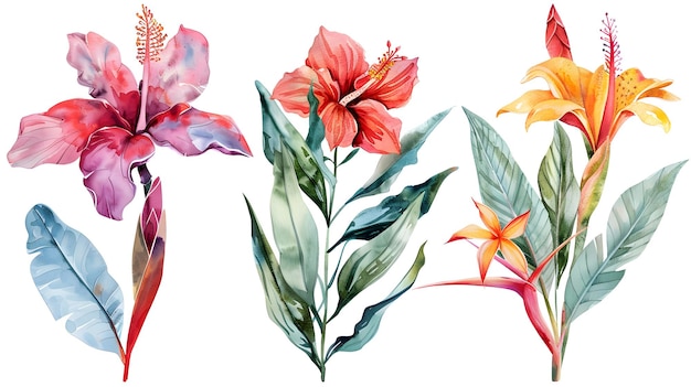 Exotic Tropical Watercolor Flowers