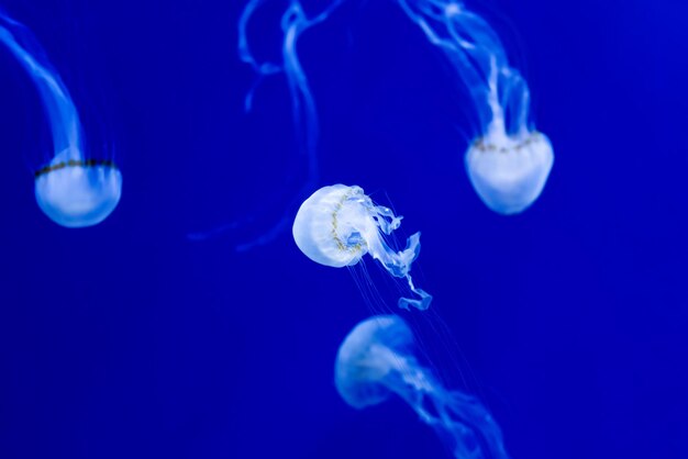 Exotic white jellyfish with long tails on a bright blue background tropical invertebrates pelagia