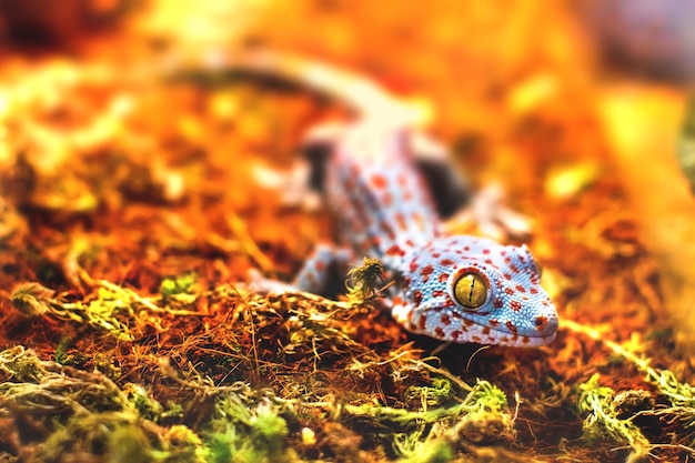 Exotisch dier tokay gekko hagedis