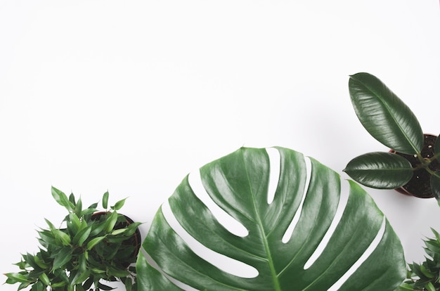 Exotisch tropisch installatiekader met monstera en ficus op witte achtergrond