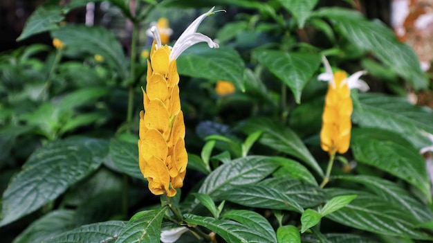 Exotische Acanthaceae-plant gele Pachystachys lutea-bloem die gewoonlijk bloeit als sierplant in het tuinpark en kamerplant