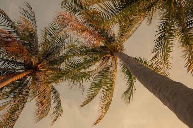 Exotische achtergrond tropisch uitzicht van onderen op hoogte palmbomen in zonlicht. Voor reisontwerp.