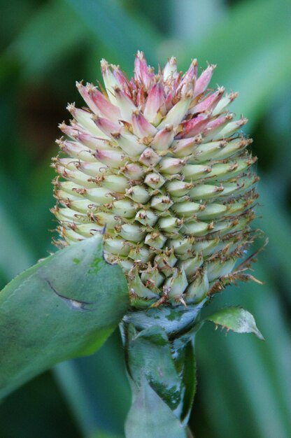 exotische bloem die groeit in een botanische tuin op het Spaanse eiland Tenerife op een warme zonnige zomerdag