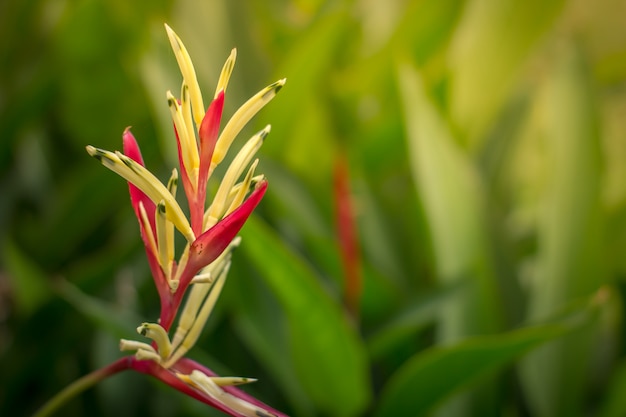 Exotische bloem op de donkergroene tropische achtergrond van de gebladerteaard