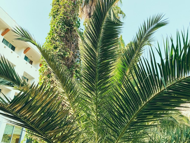 Exotische groene planten in een heet land palmbomen met lange groene bladeren hoge bomen