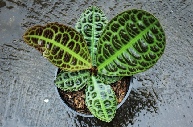 Exotische jungle planten of pluradium planten labisia schildpad terug uit indonesië