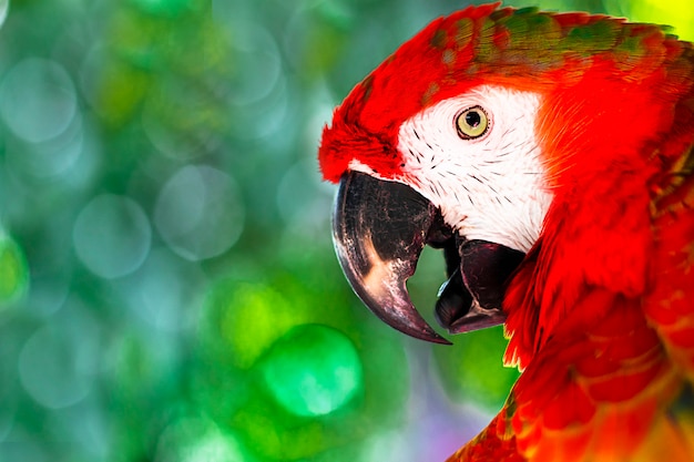 Exotische kleurrijke papegaai in de natuur