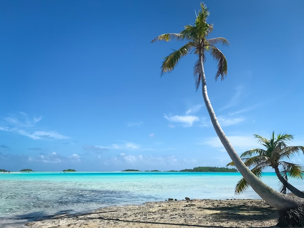 Exotische kokospalm landschap blauwe lucht