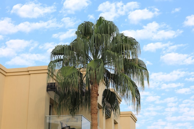 exotische palmen in tropisch zomerresorthotel