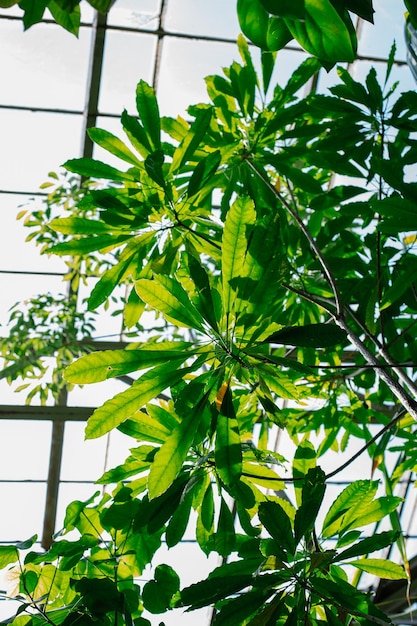 exotische planten in een kas in een botanische tuin