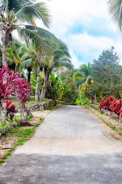 Exotische planten met felrode bladeren Cordyline fruticosa Rubra en Acalypha wilkesiana bij een pad in een tropische tuin met palmbomen